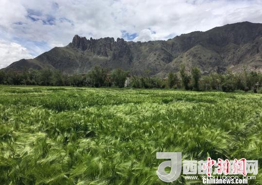 2017年西藏青稞總產(chǎn)量達到79萬噸，占糧食總產(chǎn)量的77%。圖為西藏青稞。　王玉林 攝
