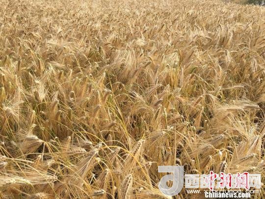 2017年西藏青稞種植面積達210多萬畝，占糧食播種面積的75%。圖為成熟期的青稞?！⊥跤窳?攝