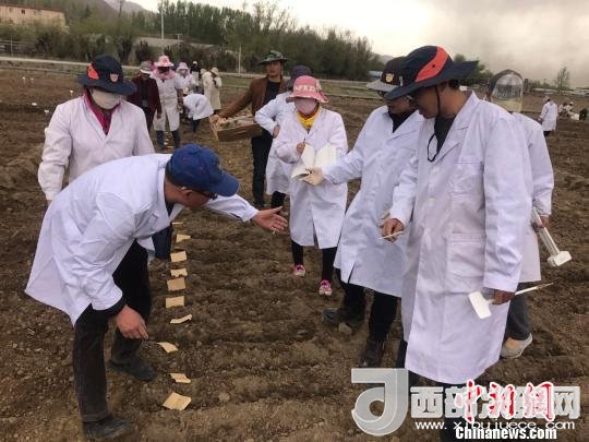 圖為研究員實地調(diào)研青稞生長土壤?！⊥跤窳?攝