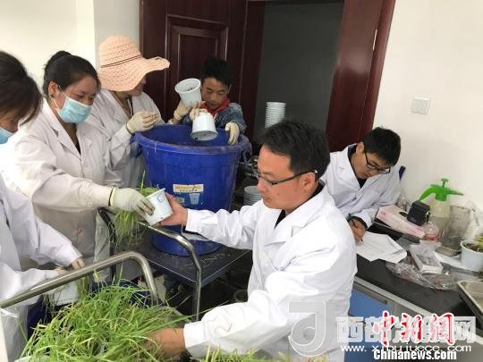 圖為研究員正在調(diào)查青稞感染白粉病情況?！⊥跤窳?攝
