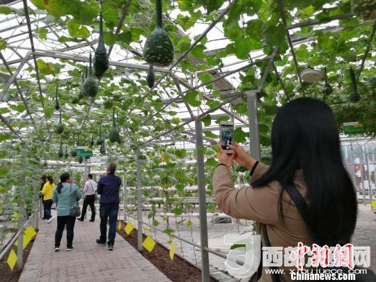山西省郵政管理局積極推動“一市一品”農特產品進城項目。 資料圖 楊杰英 攝
