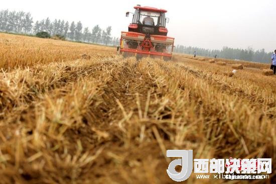 資料圖：收割機(jī)進(jìn)行機(jī)械化收割。<a target='_blank'  data-cke-saved- >中新社</a>記者 王中舉 攝