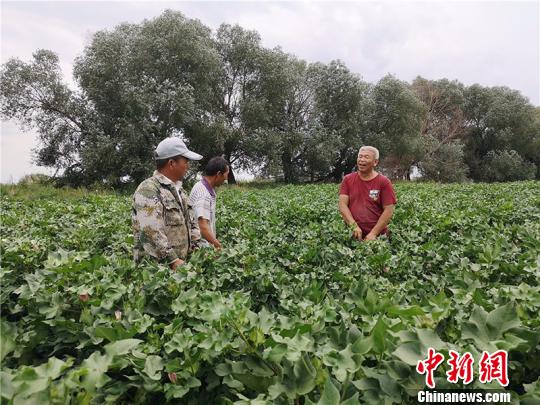 遠(yuǎn)改忠在棉花地里為連隊(duì)職工分享種植經(jīng)驗(yàn)?！“叉陆?攝