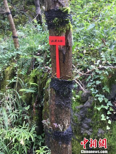 貴州同威生物科技有限公司鐵皮石斛種植?！≈軏?攝