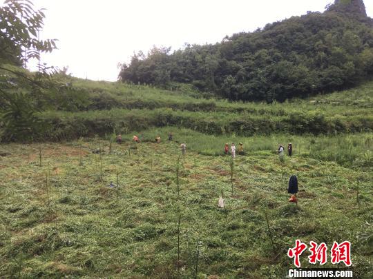 貴州同威生物科技有限公司天麻種植基地?！≈軏?攝