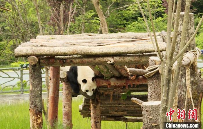 九寨溝熊貓園里的大熊貓?！【耪瘻峡h委宣傳部提供 攝